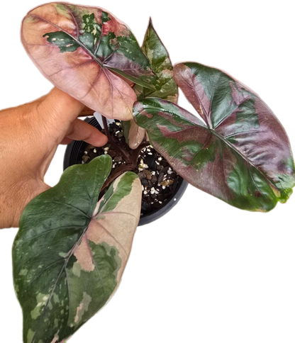 Alocasia Yucatan Princess Pink Variegated