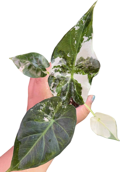 Alocasia Regal Shield “Albo” Variegated