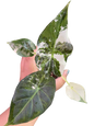 Alocasia Regal Shield “Albo” Variegated