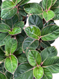 Aglaonema “Tiger Wood” – Wholesale Set of 5 Plants