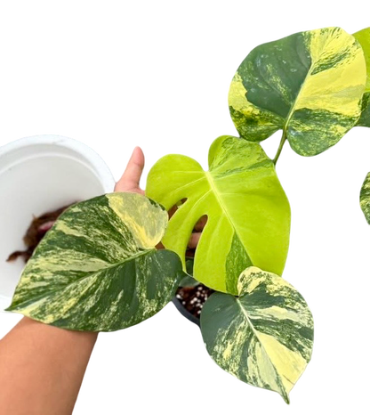 Monstera Deliciosa “Pom Pom”