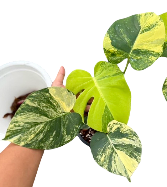 Monstera Deliciosa “Pom Pom”