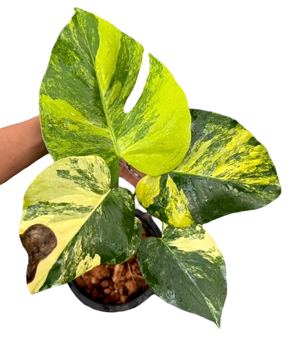 Monstera Deliciosa “Pom Pom”