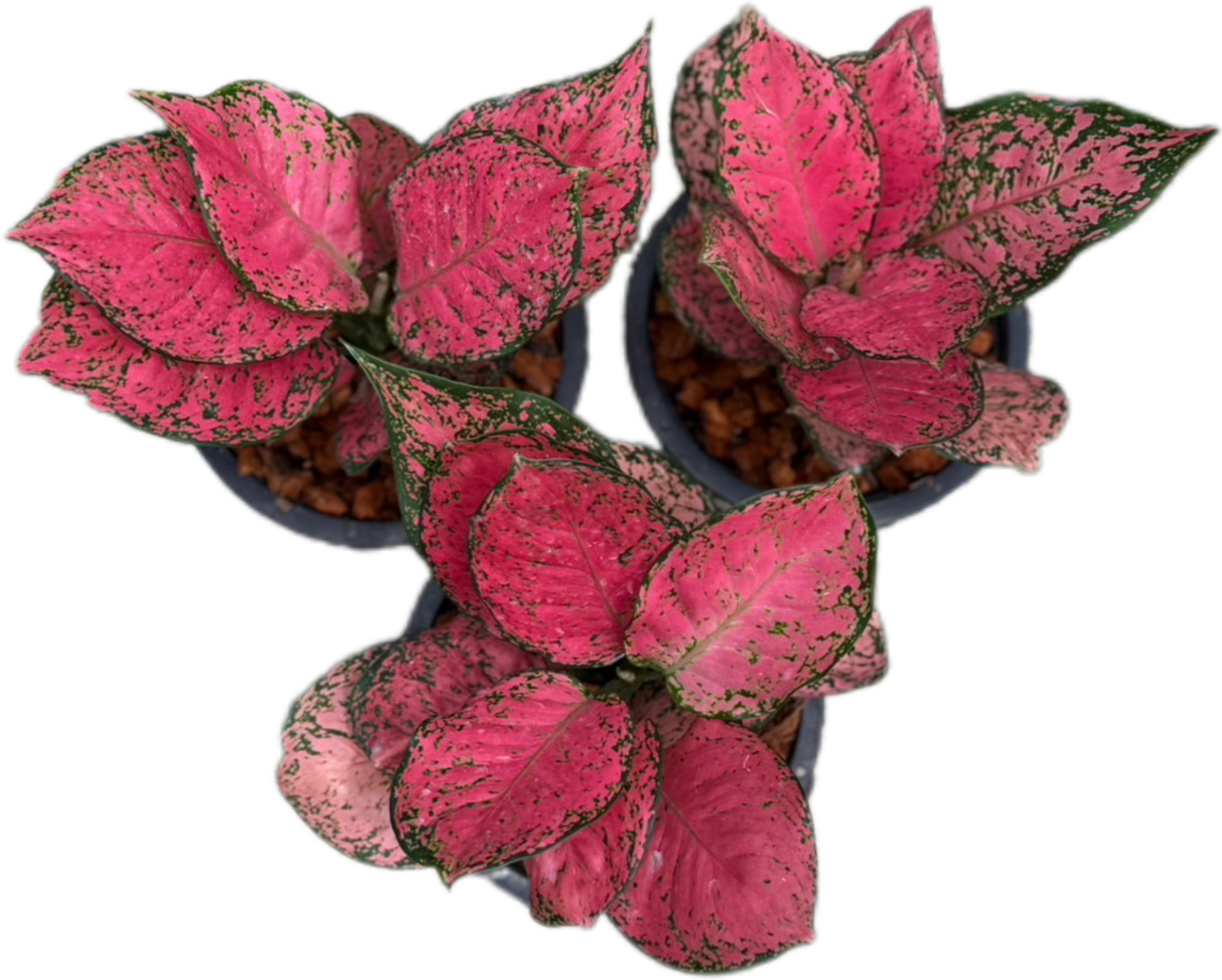 red ruby aglaonema Buy Aglaonema “Mahasettee” Bundle of 5 Pl…