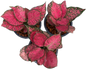 Aglaonema “Sexy Ruby” – Wholesale Set of 10 Plants