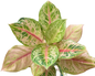 Aglaonema “Tiger” – Wholesale Set of 10 Plants