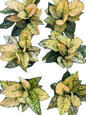 Aglaonema “Yellow Kum-Khun” – Wholesale Set of 10 Plants