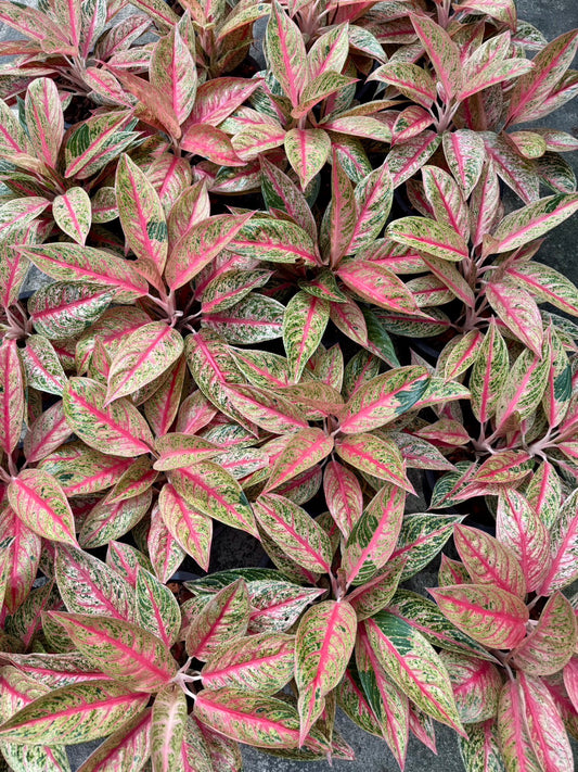 Aglaonema “Red Legacy” – Wholesale Set of 10 Plants