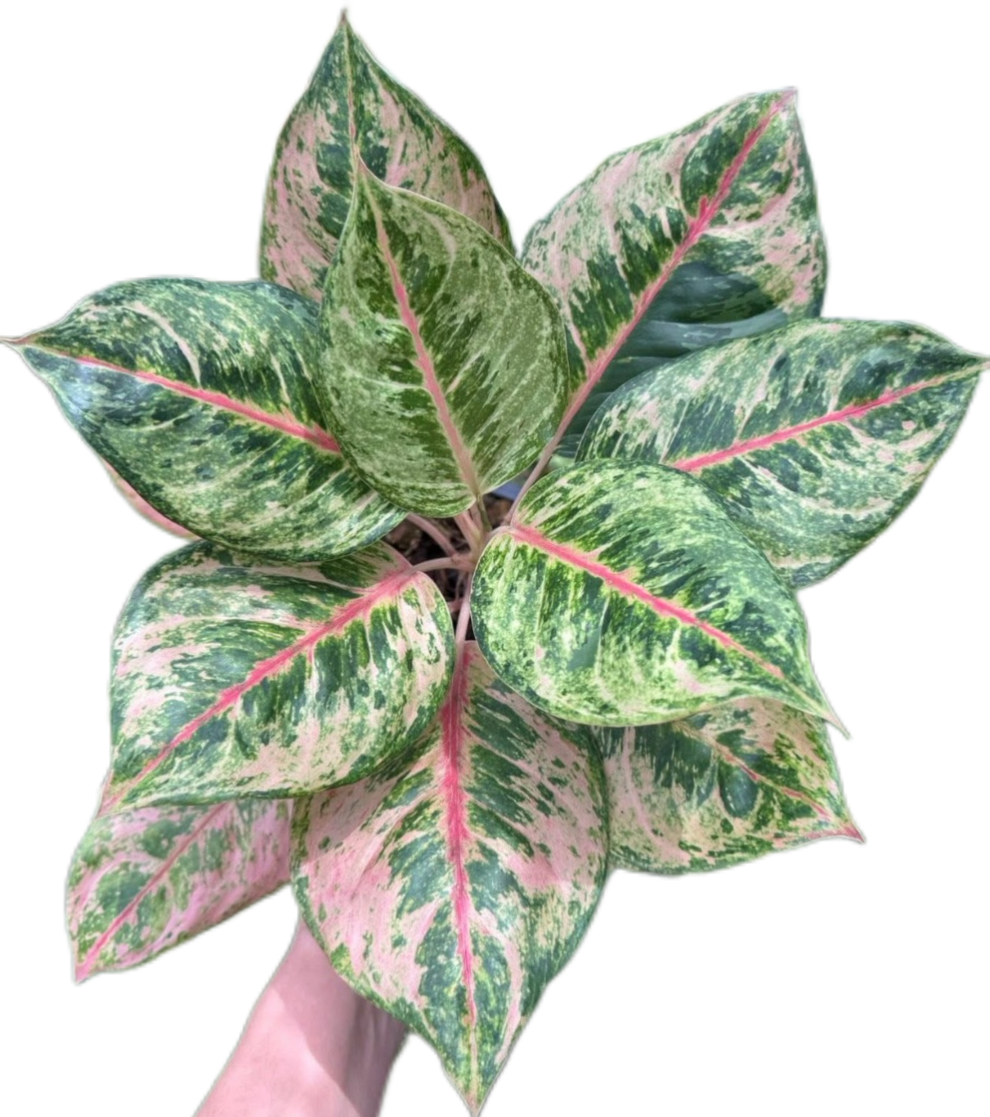Aglaonema “Godzilla” – Set of 10 Plants