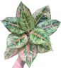 Aglaonema “Godzilla” – Set of 10 Plants
