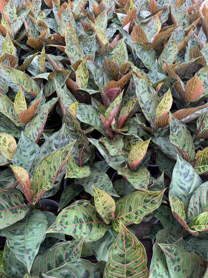 Aglaonema “Red Army” (Red Army Aglaonema) Wholesale Set of 10 Plants