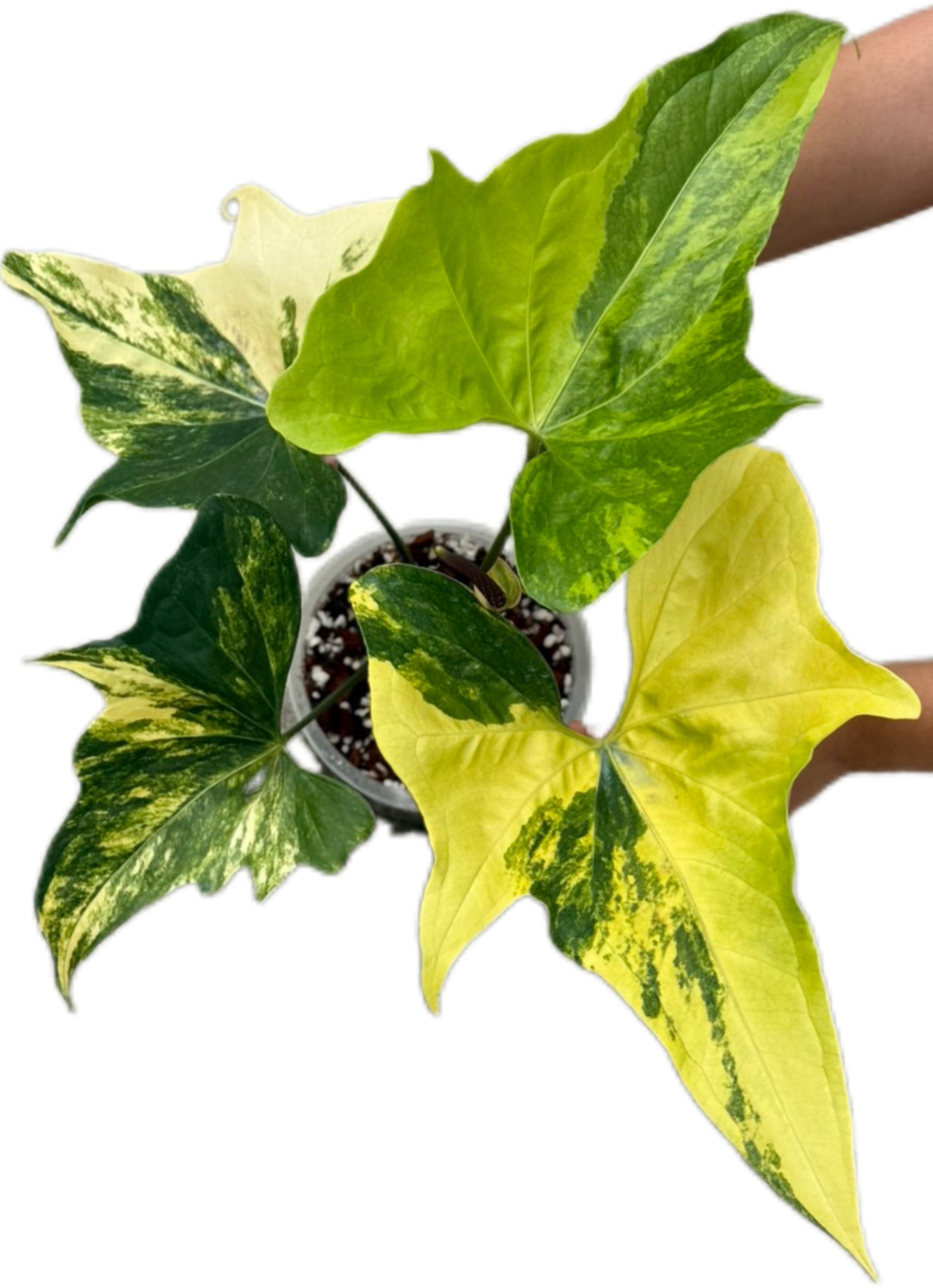 Buy Anthurium Pterodactyl Variegated | Thailand Export
