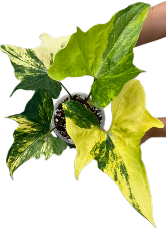 Anthurium Pterodactyl Variegated