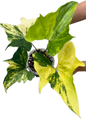 Anthurium Pterodactyl Variegated