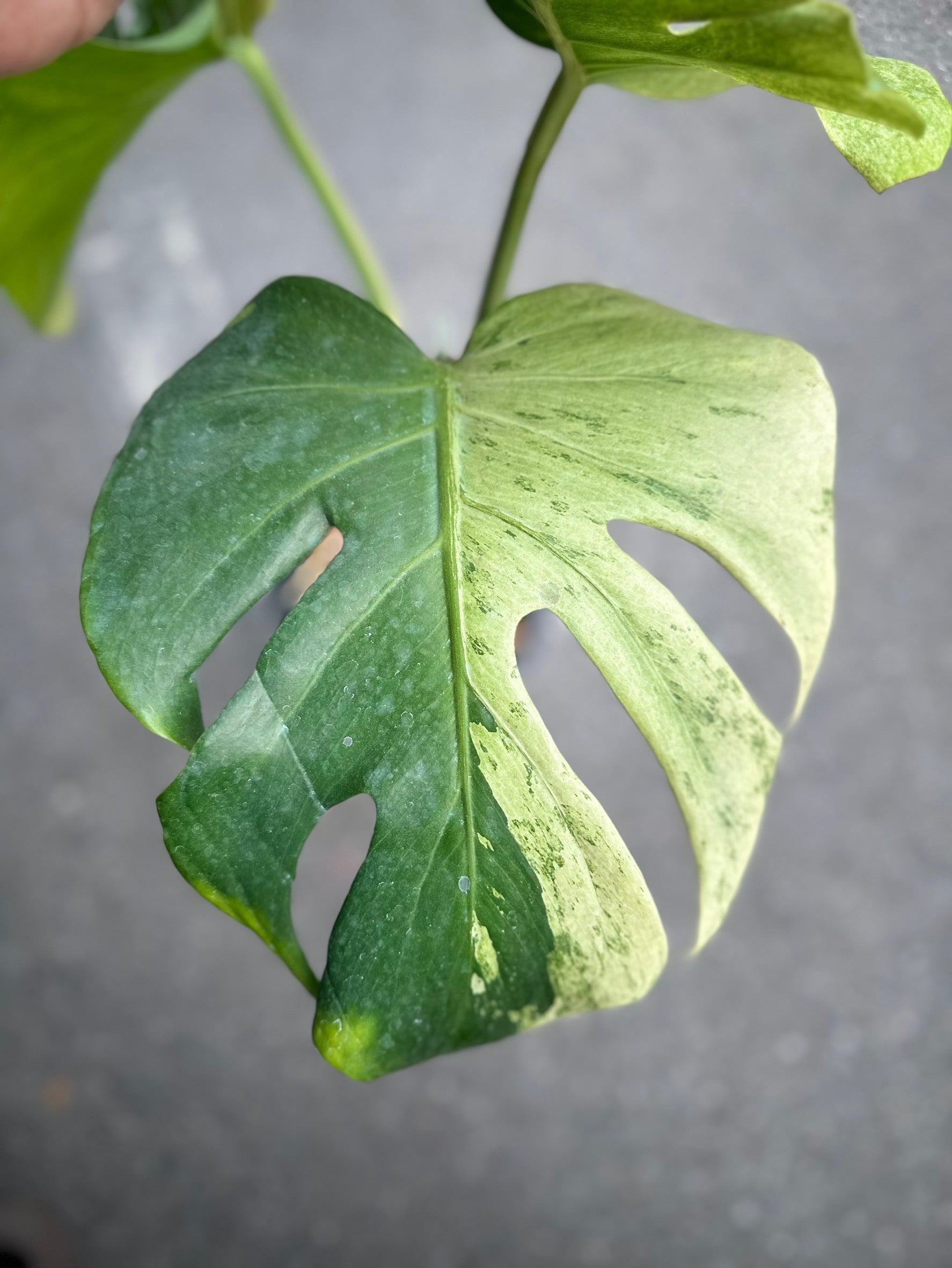 Monstera Deliciosa “Orange Rusty” – Actual Plant – FloristaPearl