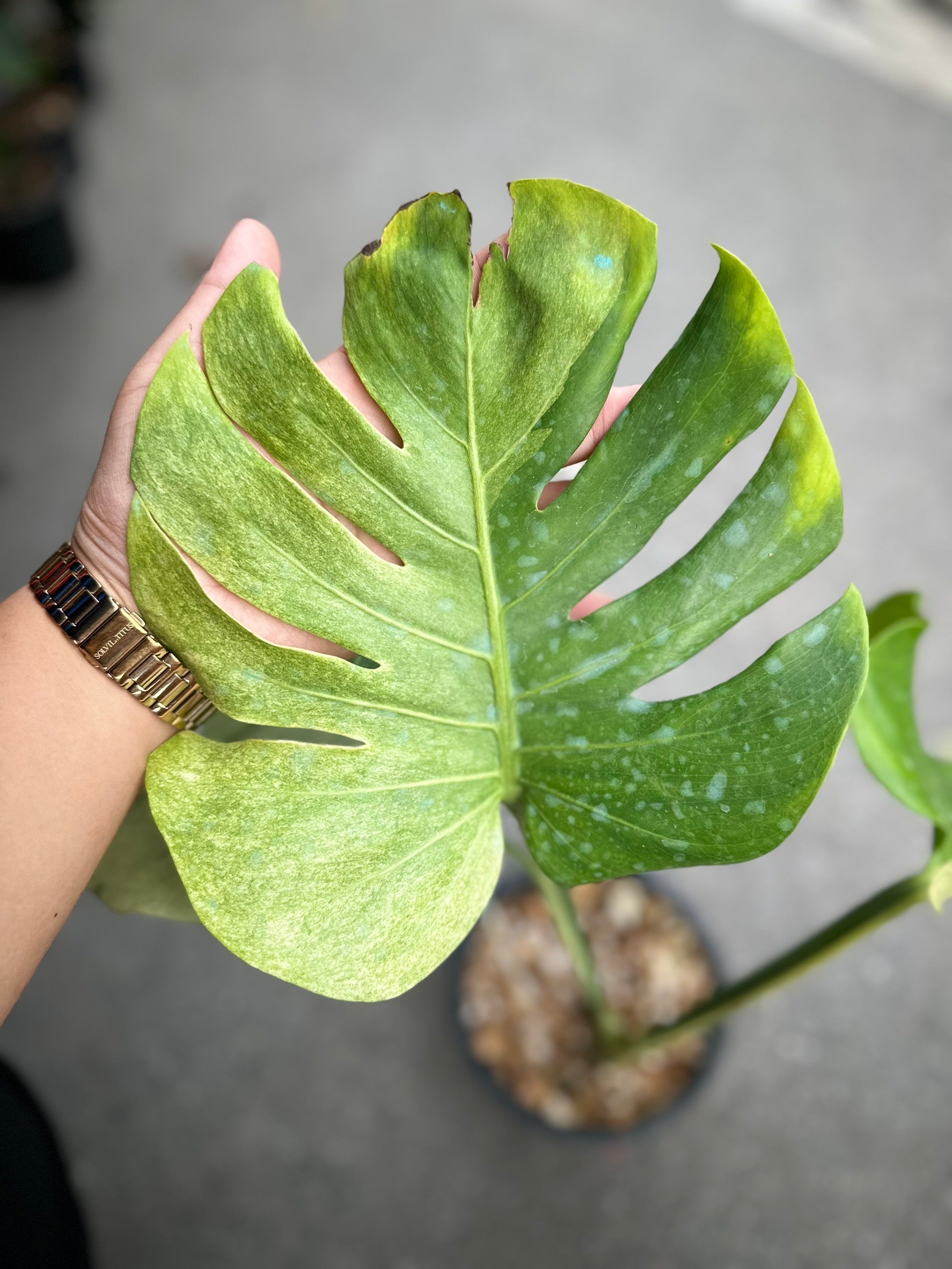 Monstera Deliciosa “Orange Rusty” – Actual Plant – FloristaPearl