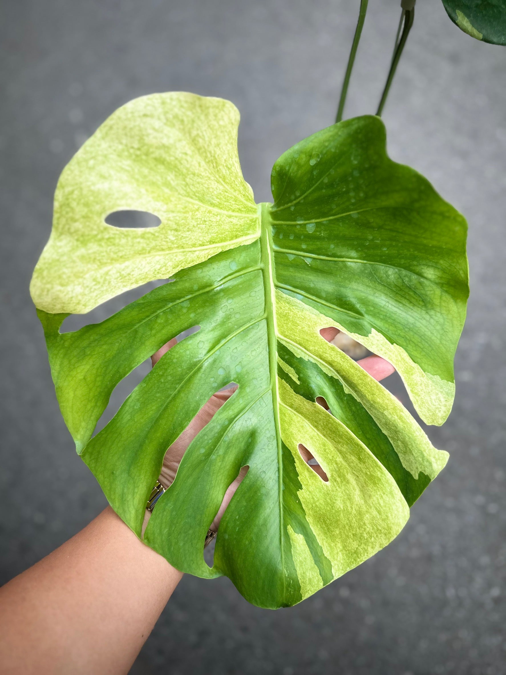 Monstera Deliciosa “Orange Rusty” – Actual Plant – FloristaPearl