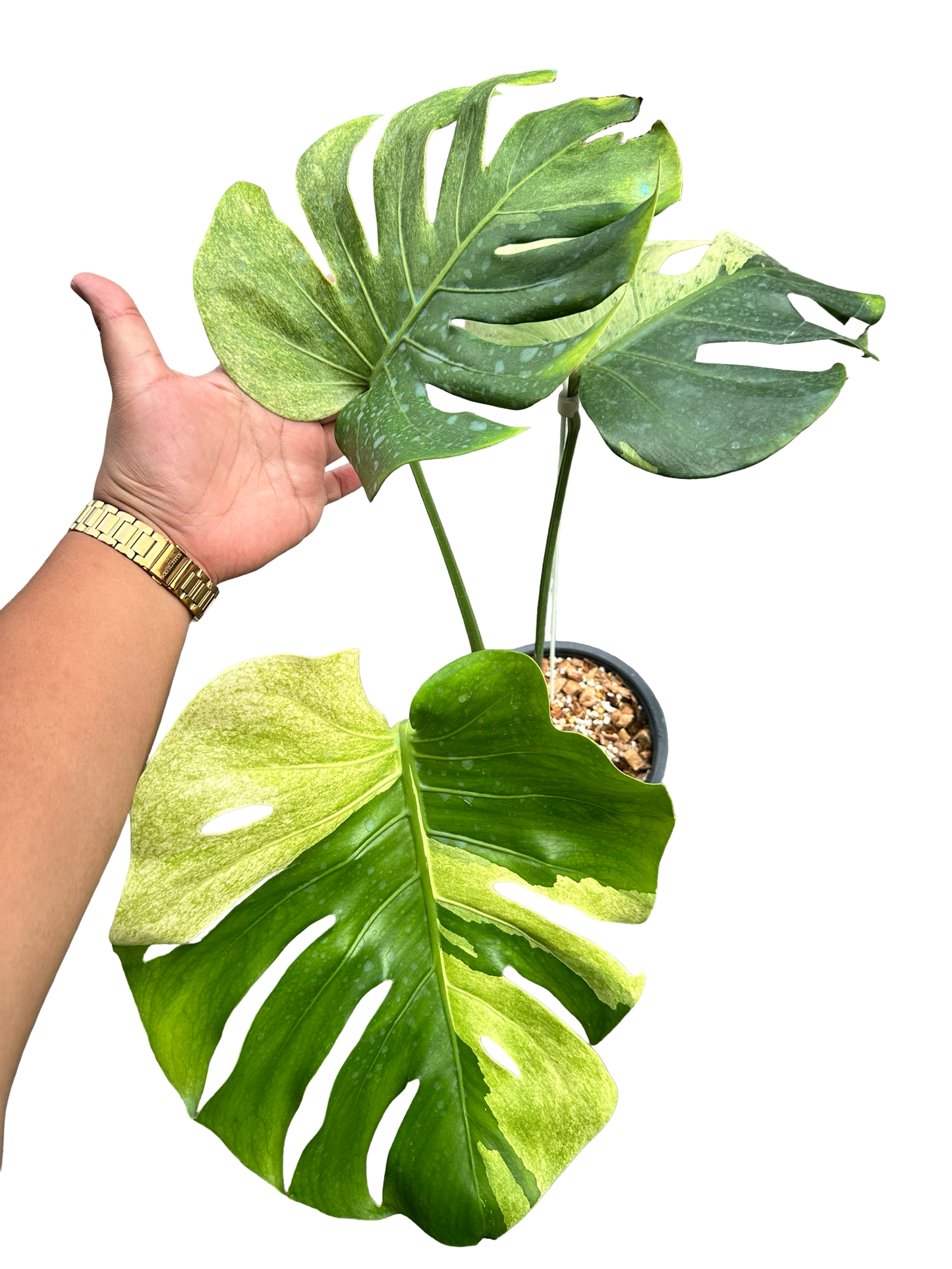Monstera Deliciosa “Sphinx” Rare Actual Plant