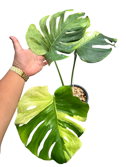 Monstera Deliciosa “Sphinx” Rare Actual Plant