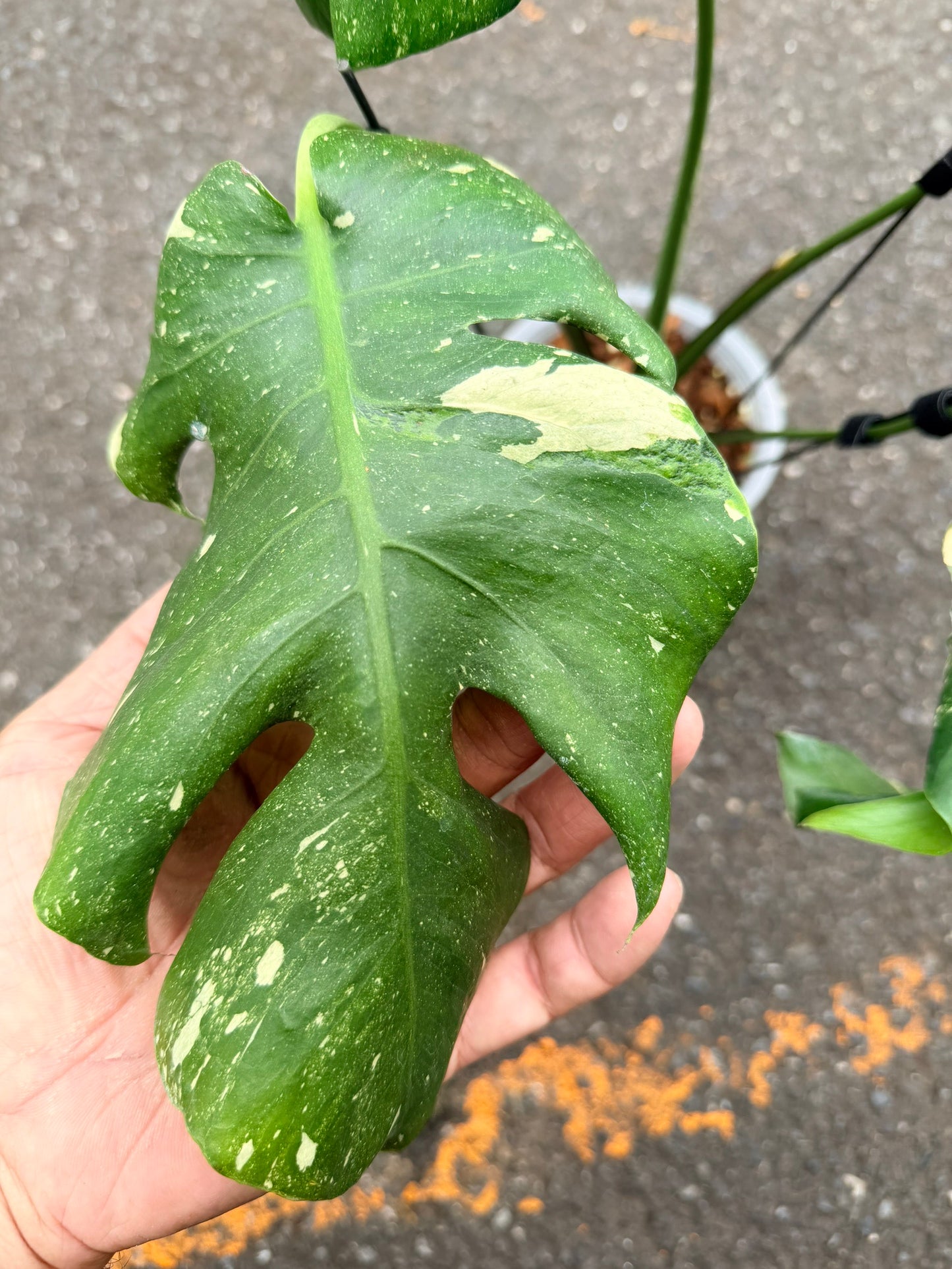 Monstera Deliciosa “NOID” Actual Plant