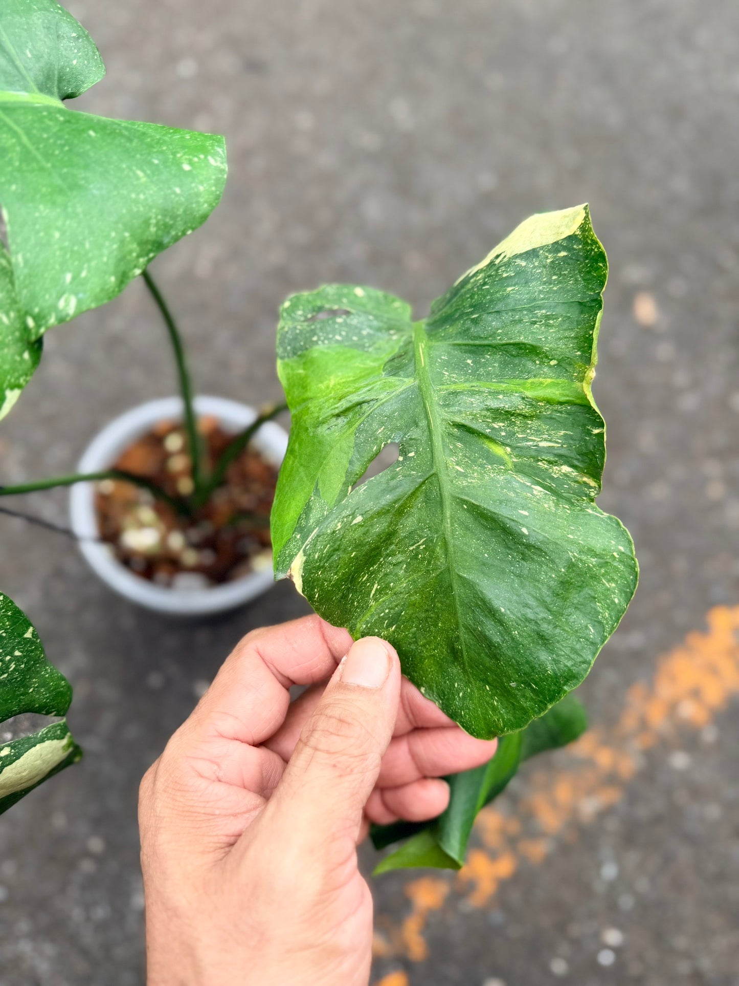 Monstera Deliciosa “NOID” Actual Plant