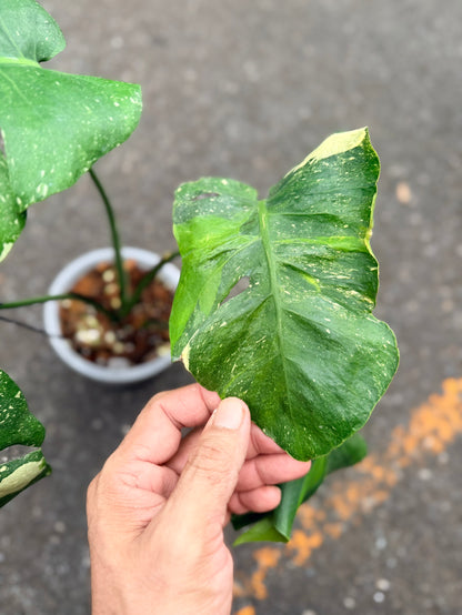 Monstera Deliciosa “NOID” Actual Plant