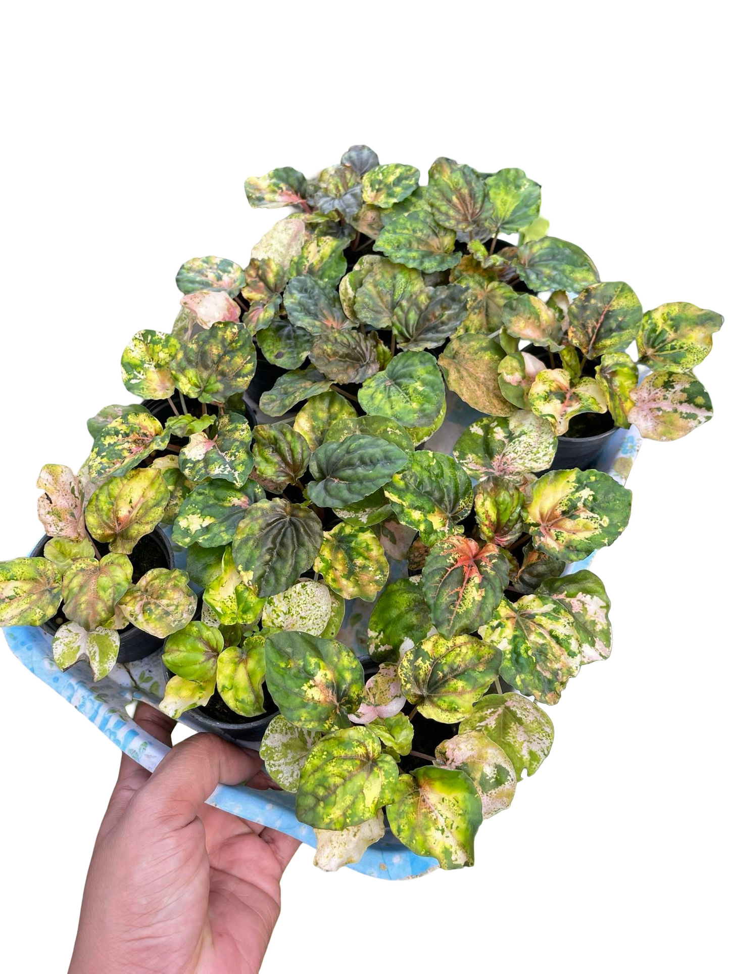 Peperomia Variegated “Pink Lady” | Rare Collector Plant | Set of 5 Plants
