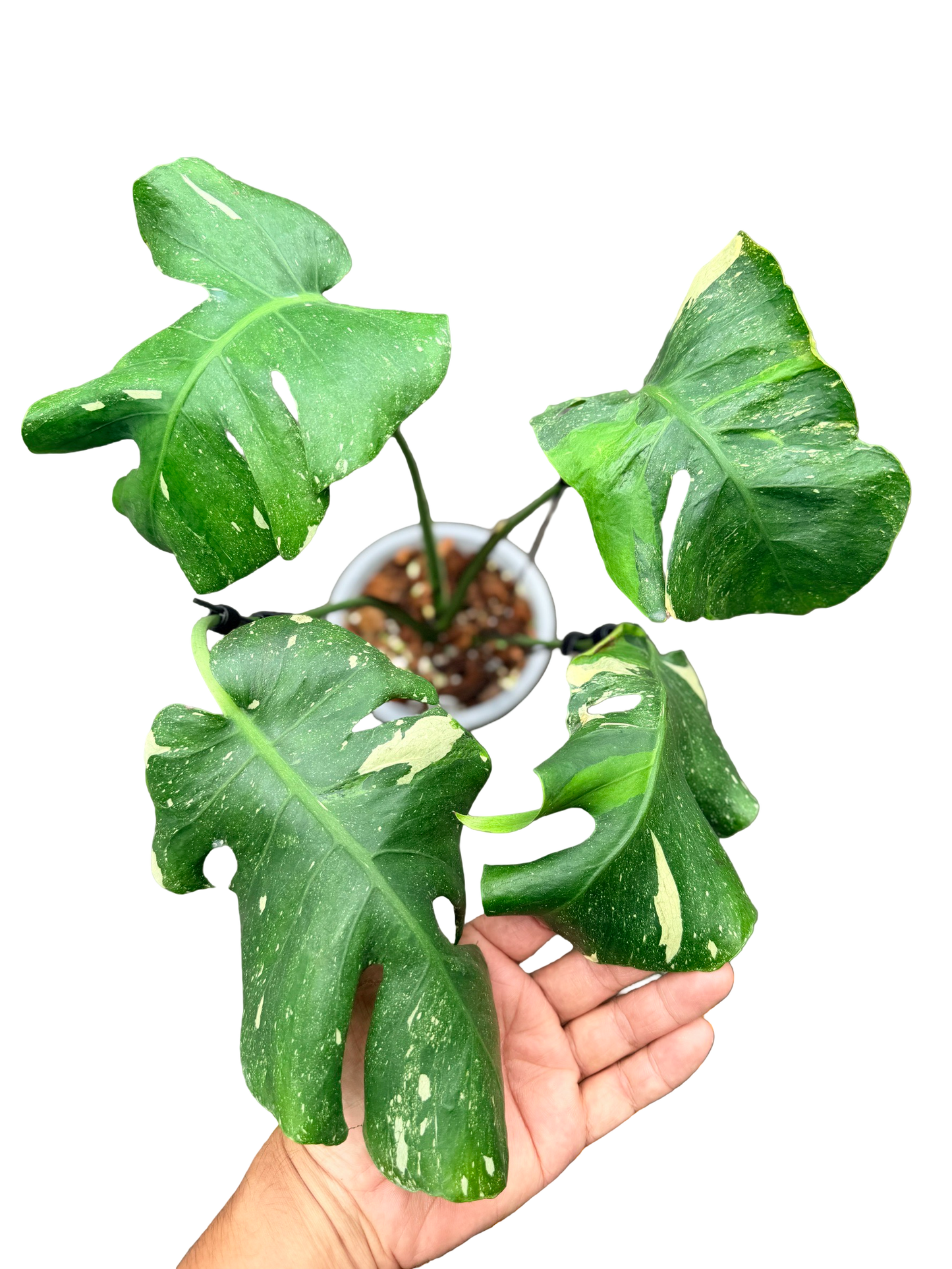 Monstera Deliciosa “NOID” Actual Plant