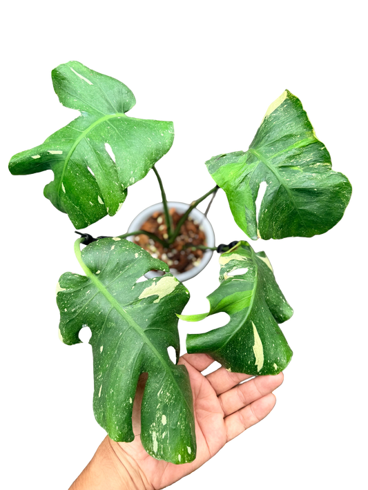 Monstera Deliciosa “NOID” Actual Plant