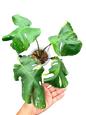Monstera Deliciosa “NOID” Actual Plant