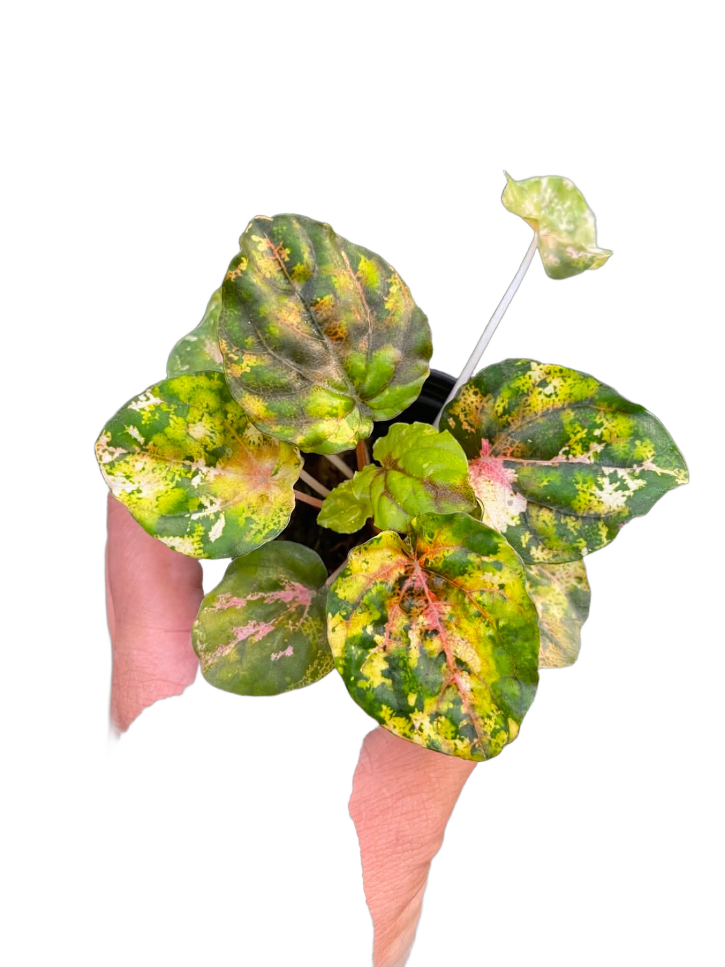 Peperomia Variegated “Pink Lady” | Rare Collector Plant | Set of 5 Plants