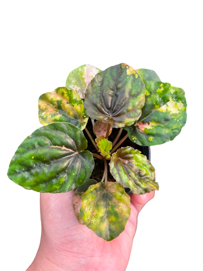 Peperomia Variegated “Pink Lady” | Rare Collector Plant | Set of 5 Plants
