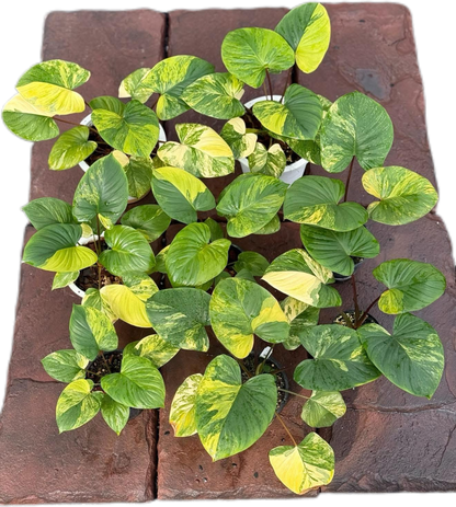 Homalomena Rubescens Aurea  Variegated