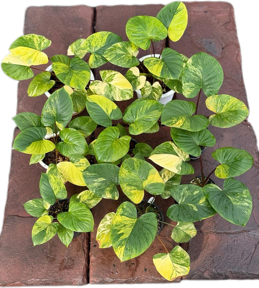 Homalomena Rubescens Aurea  Variegated