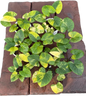 Homalomena Rubescens Aurea  Variegated