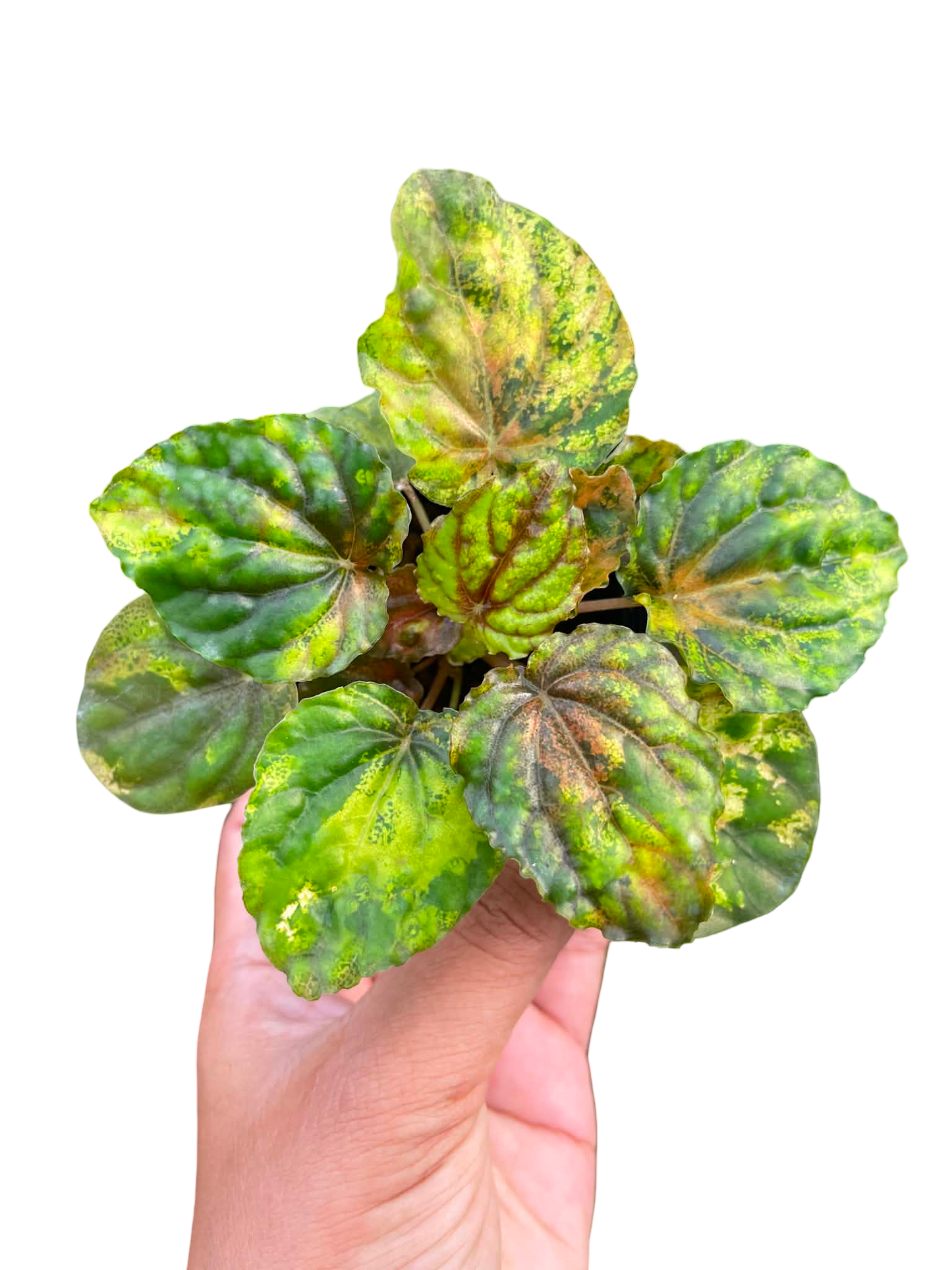 Peperomia Variegated “Pink Lady” | Rare Collector Plant | Set of 5 Plants