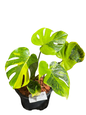 Monstera deliciosa “Thong Kee Ma”