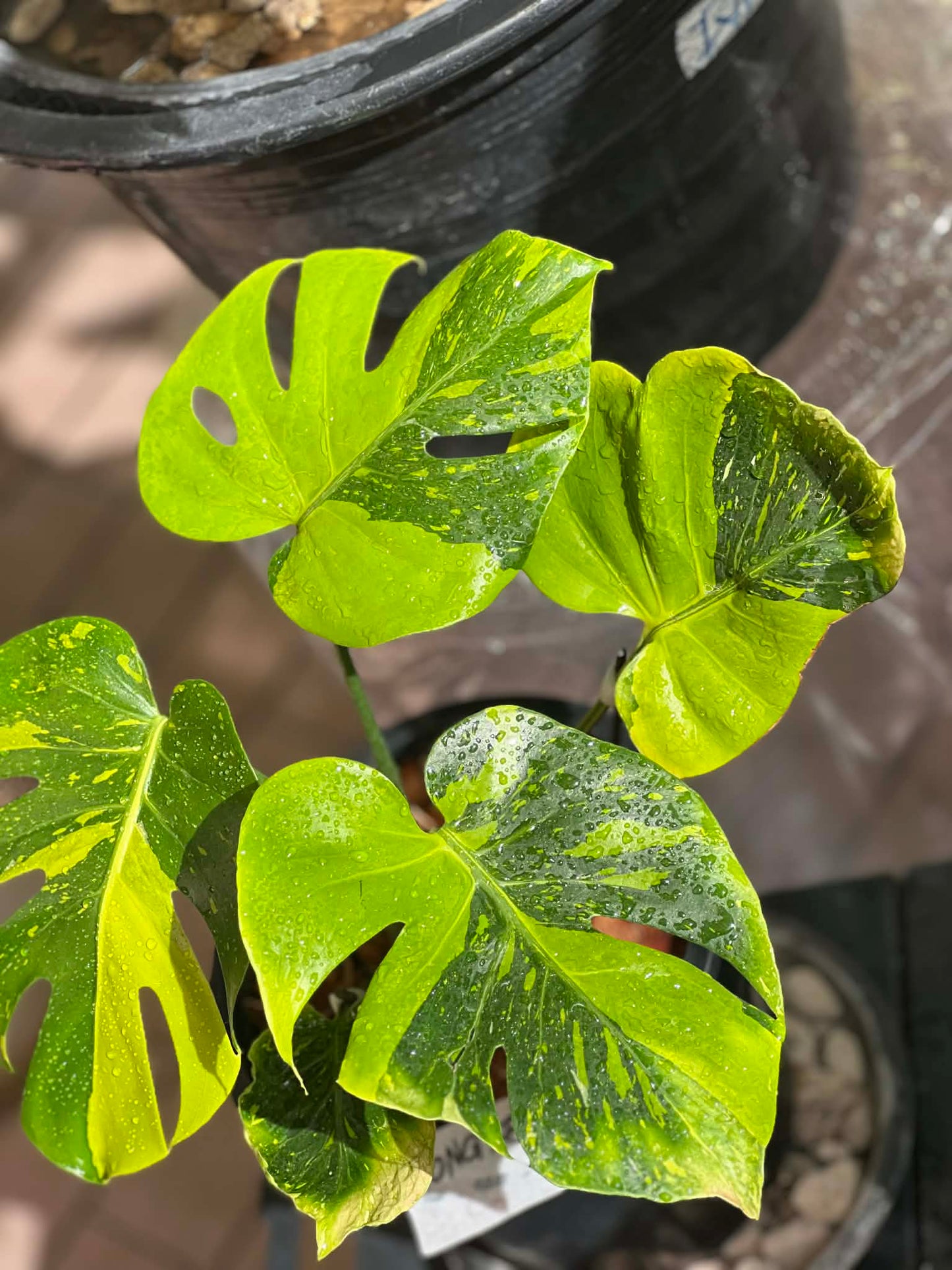 Monstera deliciosa “Thong Kee Ma”