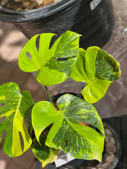 Monstera deliciosa “Thong Kee Ma”