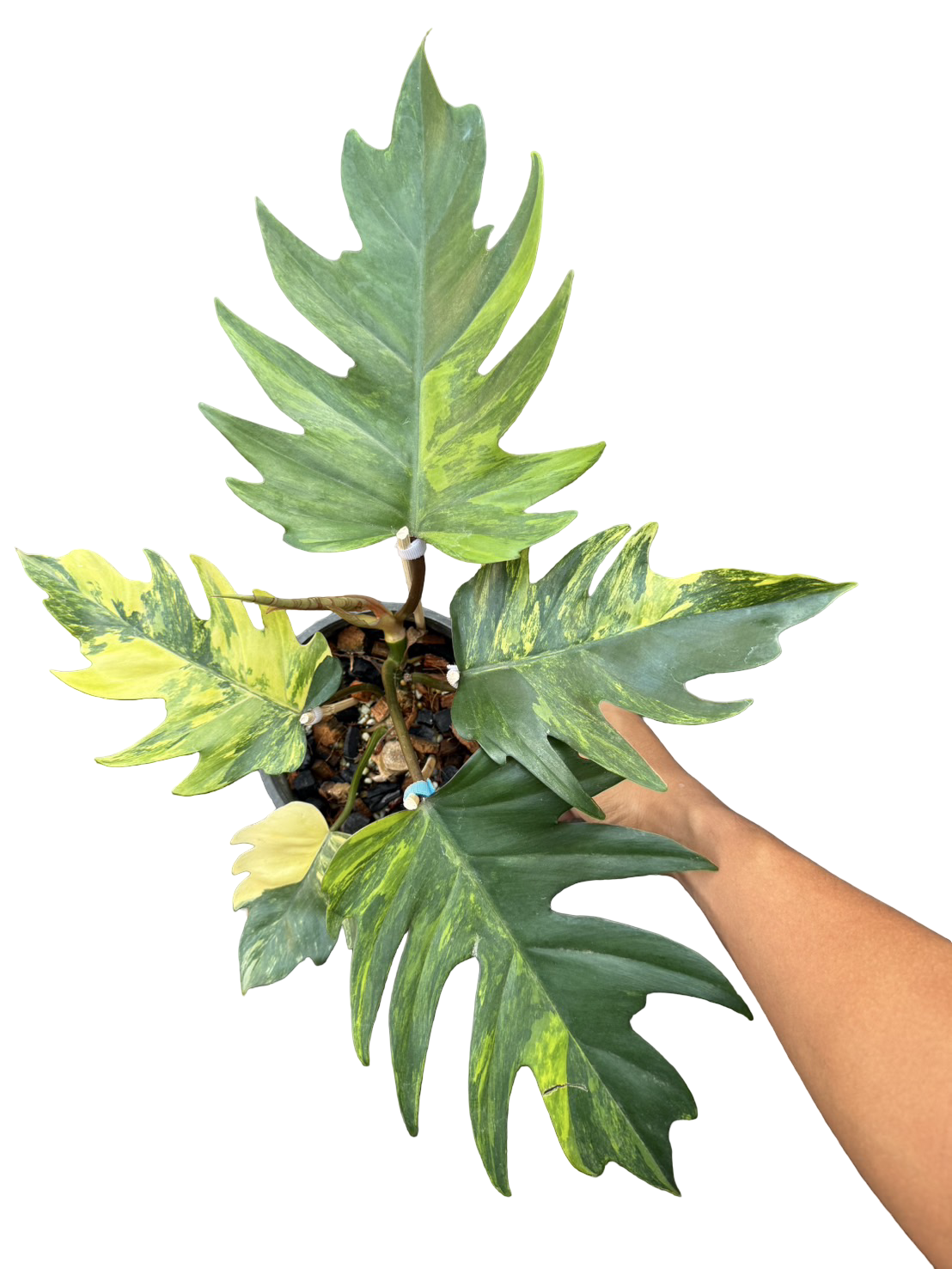 feuille philodendron Buy Philodendron Mayoi Variegated