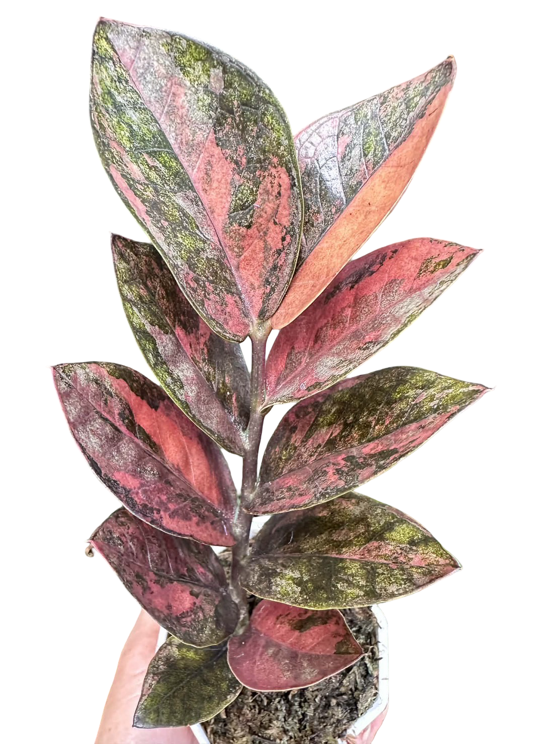 Zamioculcas zamiifolia “Pink Variegated”