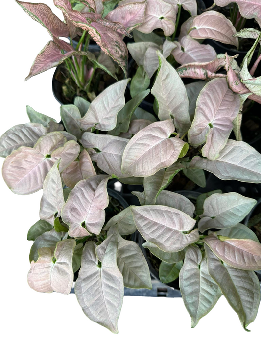 Syngonium “Pink Nude” | Soft Blush Foliage | Set of 10 Plants