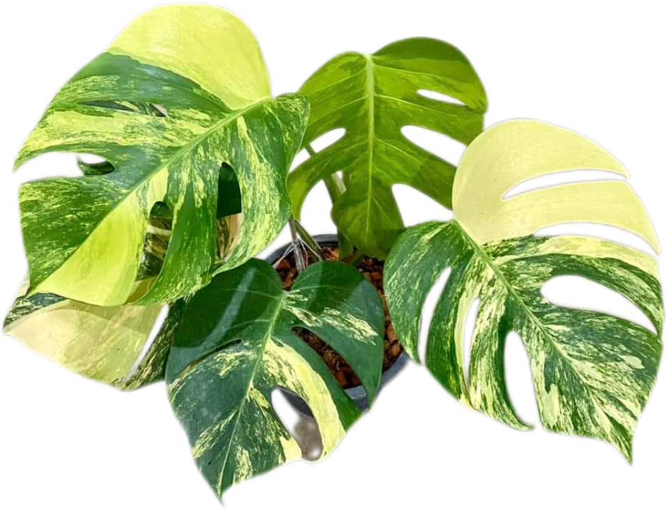 Monstera Aurea (3-5 Leaves)