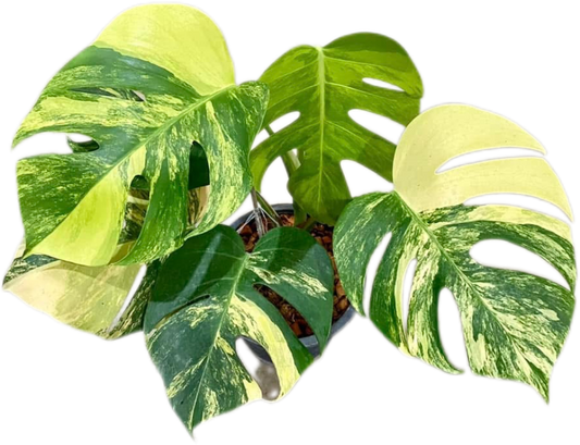 Monstera Aurea (3-5 Leaves)