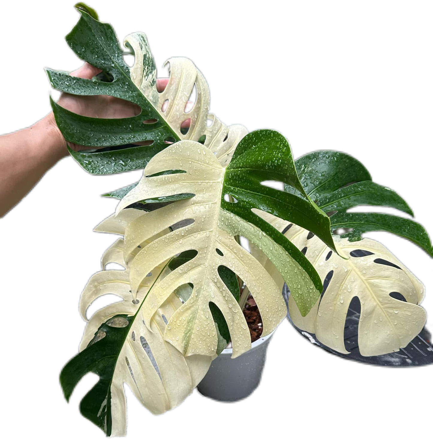 Monstera Albo (3-5 leaves)