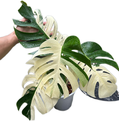 Monstera Albo (3-5 leaves)