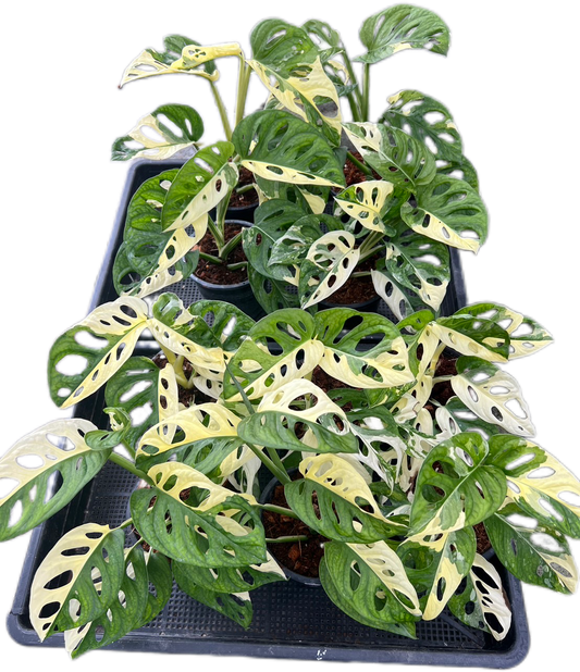 Monstera Adansonii Albo Variegated