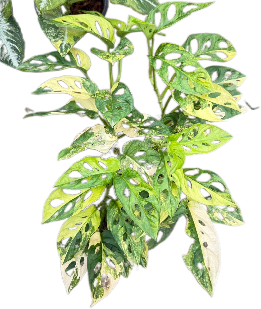 Monstera Adansonii Aurea Variegated