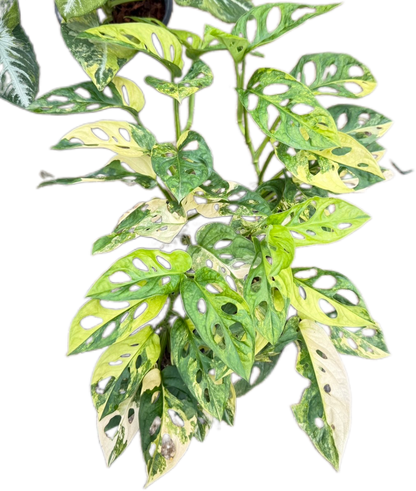 Monstera Adansonii Aurea Variegated