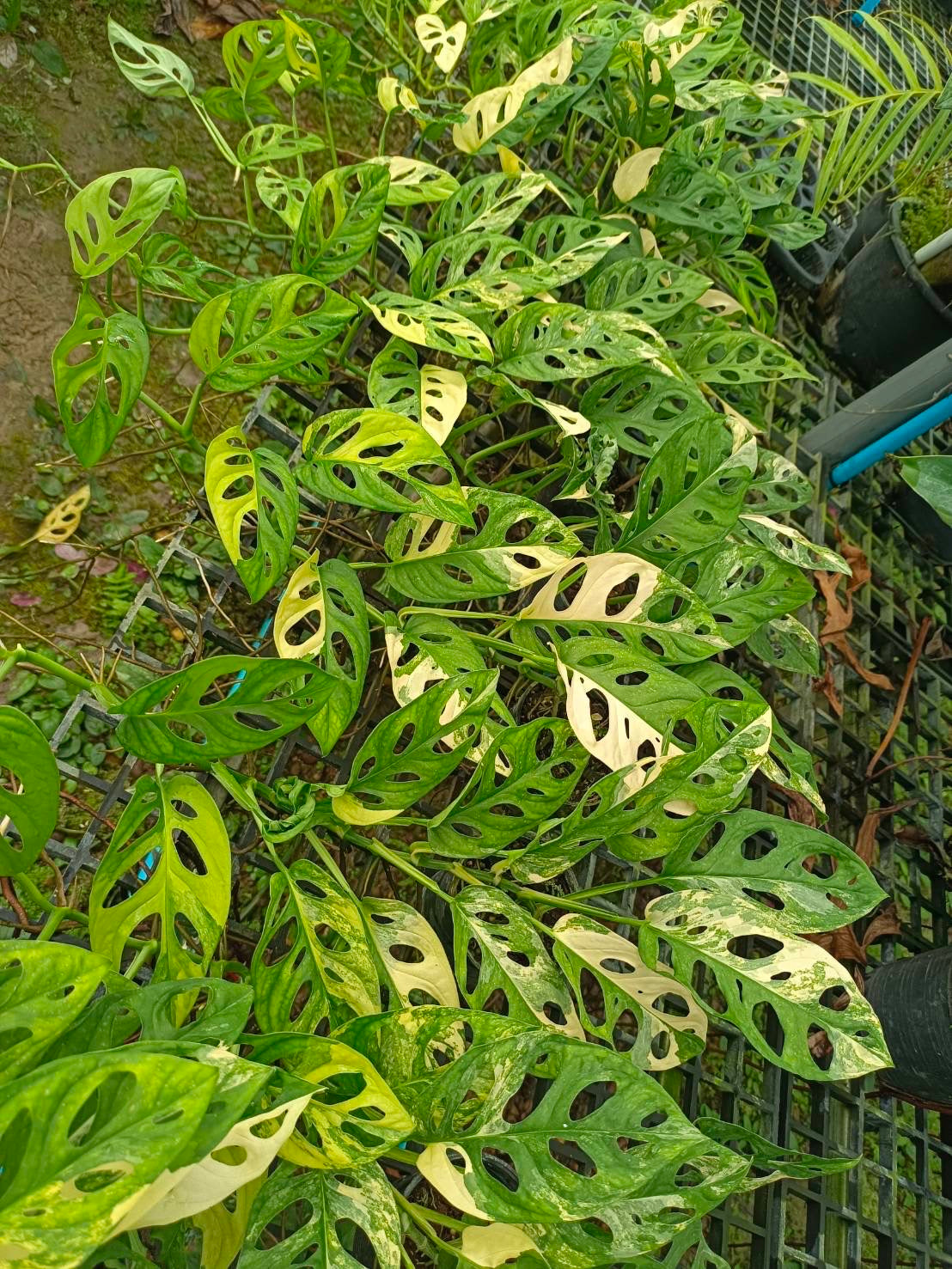 Monstera Adansonii Aurea Variegated